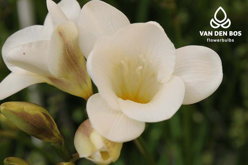 White Serenade® Single Freesia Van Den Bos Flowerbulbs 